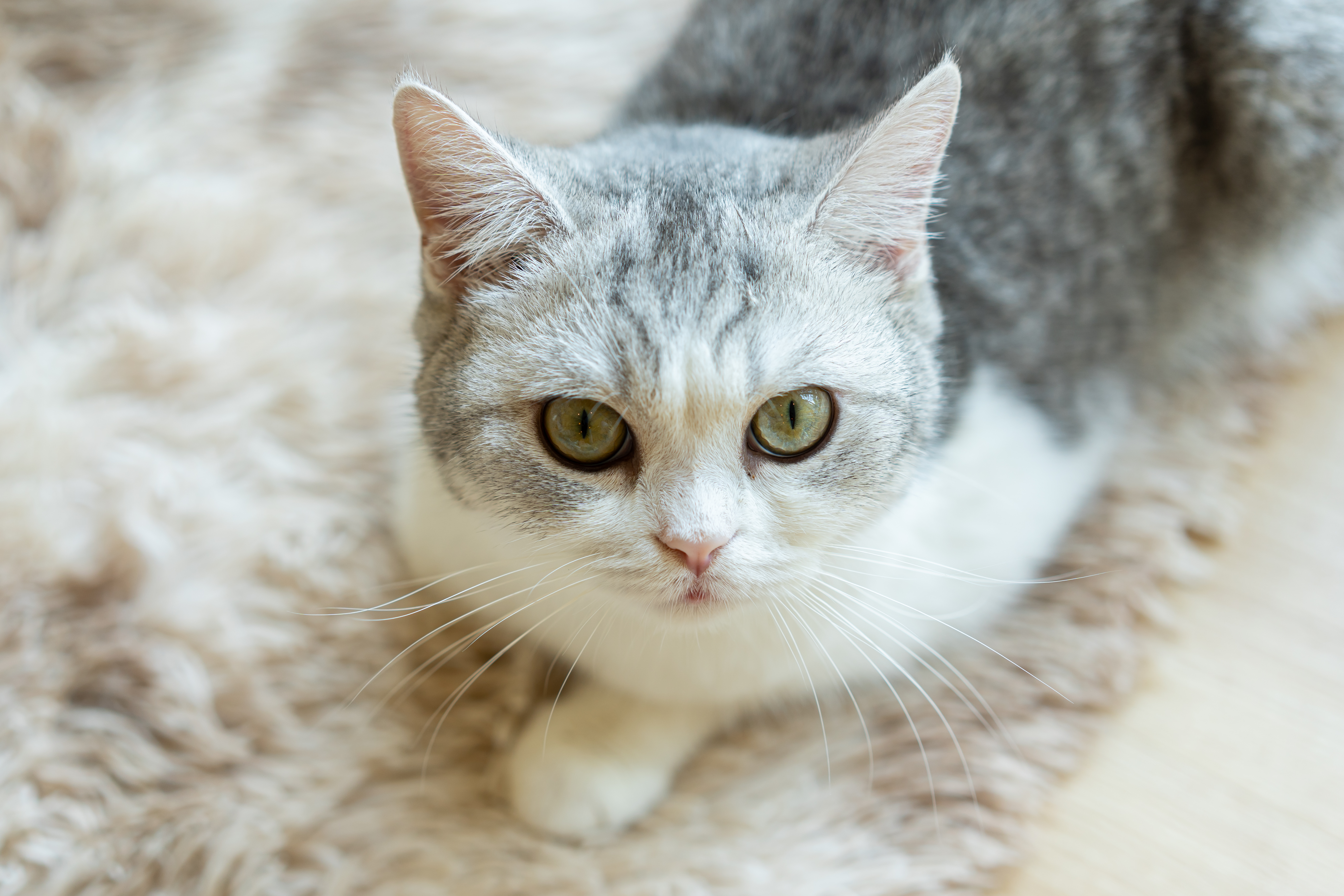 Cat looking toward the camera.