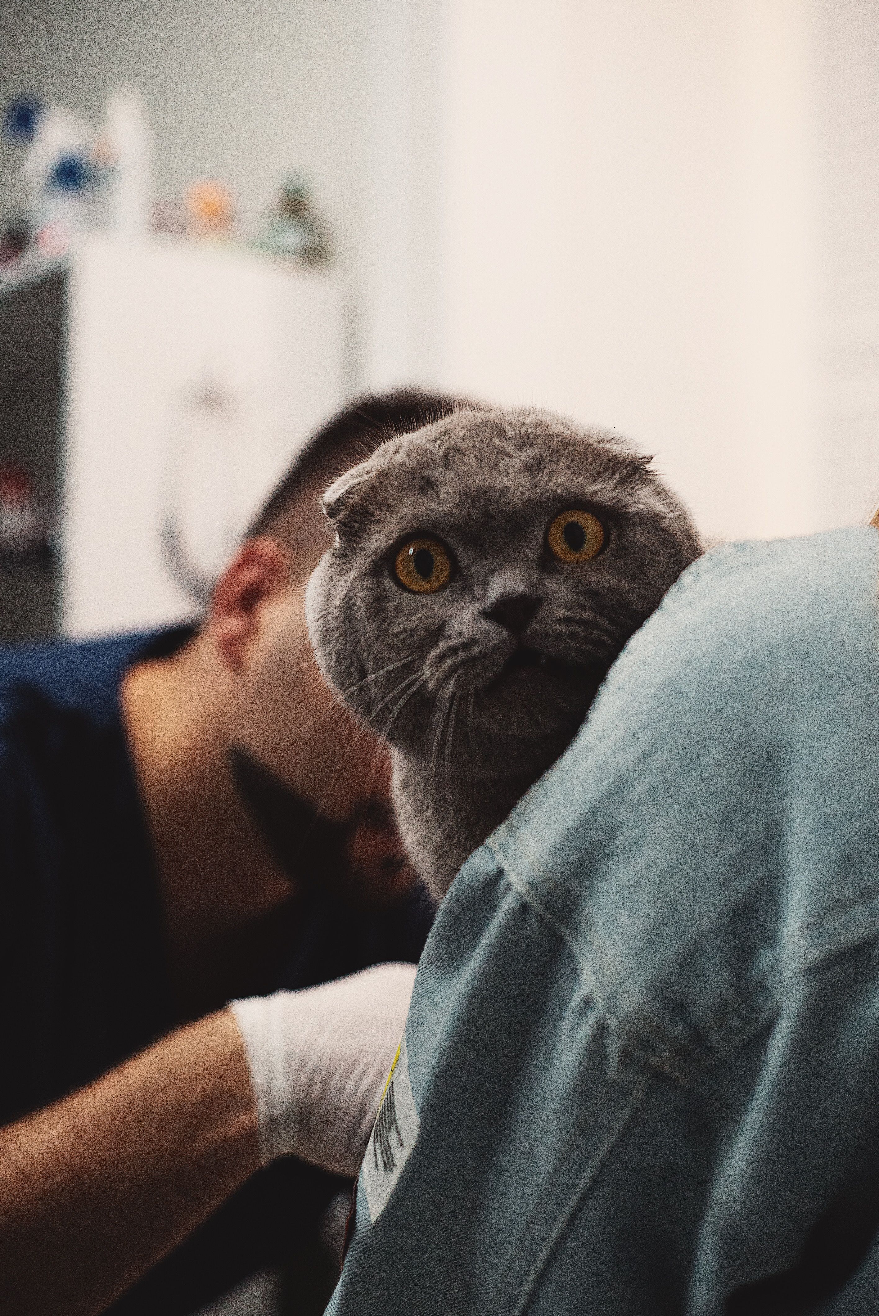 A cat being held during a veterinary visit while clinic staff work nearby.