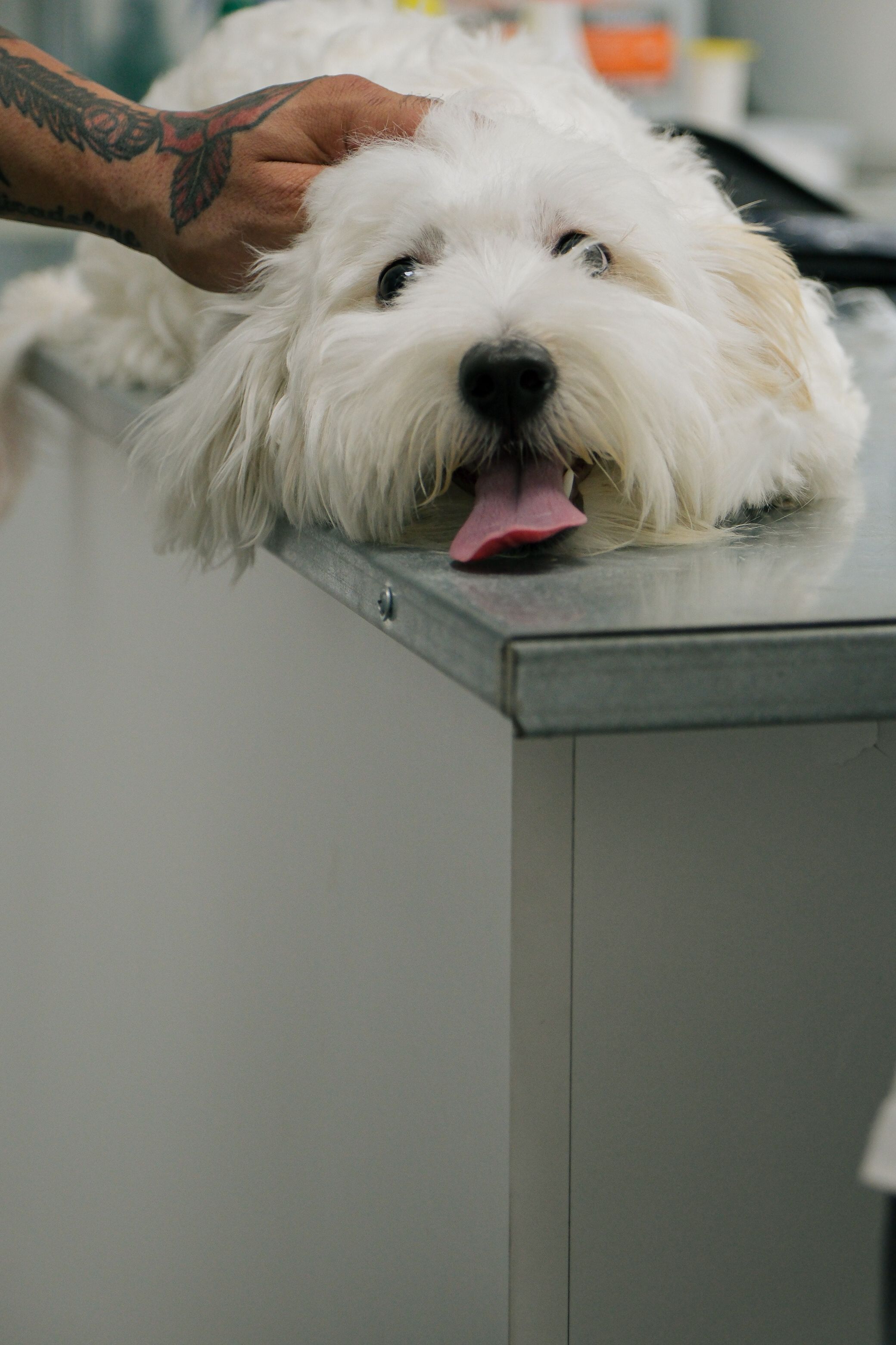 A small white dog resting on a veterinary exam table during a clinic visit.